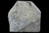 Mississippian Echinoid (Archaeocidaris Fossil - Iowa #95192-1